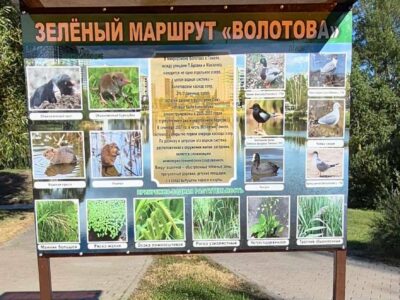 Зеленый маршрут — «Волотова»